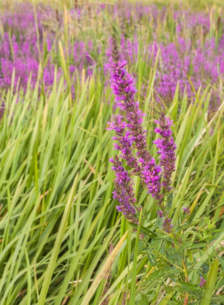 Fiori Rosa Fireweed Epilobium Chamerion Angustifolium Fiore Ivan Sullo Sfondo — Foto Stock