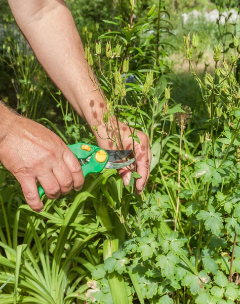 Kertész Kezei Levágták Aquilegia Magjait Kertben — Stock Fotó