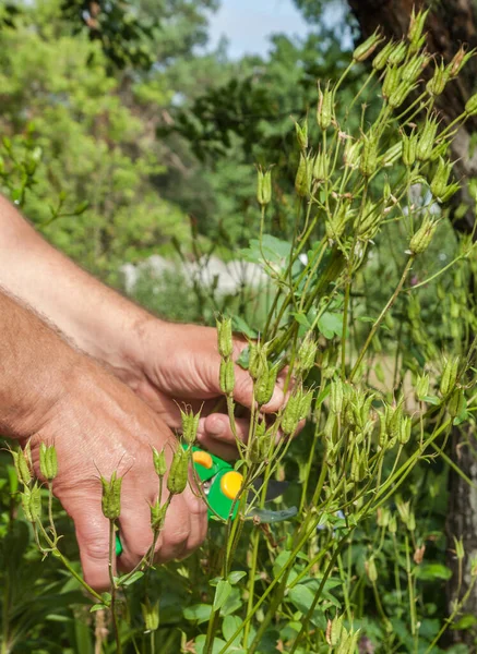 Gardener Hands Cut Seeds Aquilegia Garden — Stock Photo, Image