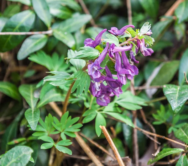 Close Purple Corydalis Solida Flower Spring — Stock Photo, Image