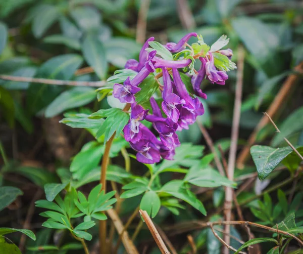 Close Flor Corydalis Solida Roxo Primavera — Fotografia de Stock