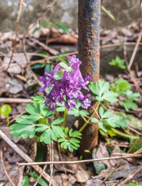 Primer Plano Flor Corydalis Solida Púrpura Primavera —  Fotos de Stock