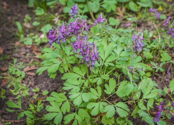 Close Purple Corydalis Solida Flower Spring — Stock Photo, Image