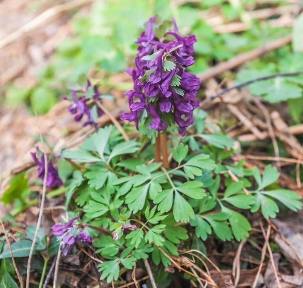 Close Purple Corydalis Solida Flower Spring — Stock Photo, Image