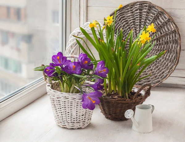 Crocuses Daffodils Next Decorative Watering Can Window — Stock Photo, Image