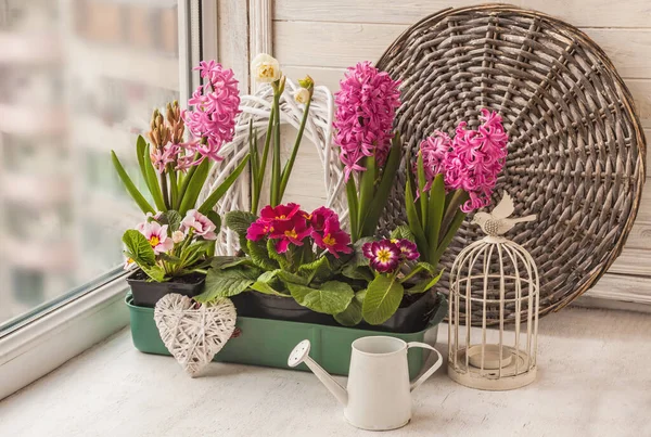 Box Daffodils Hyacinth Primrose Window Next Decorative Watering Can — Stock Photo, Image