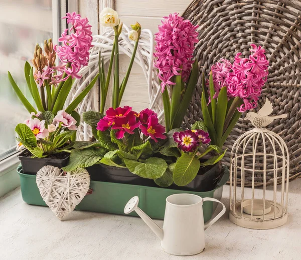 Doos Met Narcissen Hyacint Primeur Het Raam Naast Een Decoratieve — Stockfoto