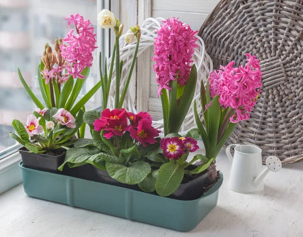 Caja Con Narcisos Jacinto Onagra Ventana Junto Una Regadera Decorativa — Foto de Stock