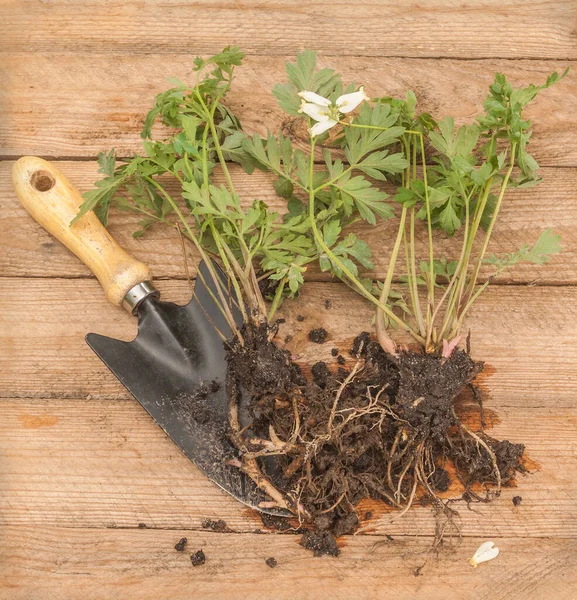 Planta Joven Dicentra Para Plantar Jardín Pala Sobre Una Mesa —  Fotos de Stock