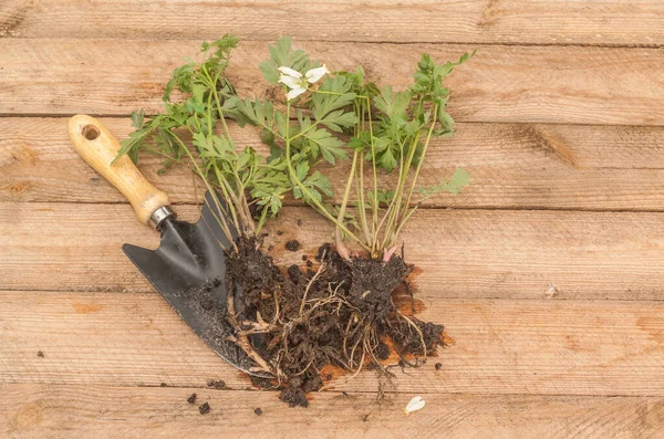 Planta Joven Dicentra Para Plantar Jardín Pala Sobre Una Mesa —  Fotos de Stock