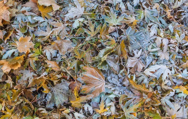 Fond Automne Avec Des Feuilles Dans Gel — Photo