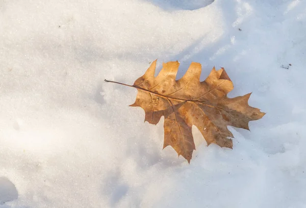 Giallo Foglia Secca Quercia Autunnale Posa Sulla Neve Fresca — Foto Stock