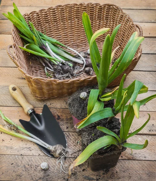 Vykopal Mladé Hyacintové Rostliny Konci Vegetace Dřevěném Stole Vedle Zahradní — Stock fotografie