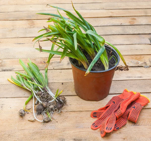 Excavó Plantas Jóvenes Jacinto Después Del Final Vegetación — Foto de Stock