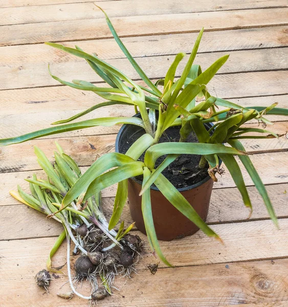 Scavato Piante Giacinto Giovani Dopo Fine Vegetazione Tavolo Legno — Foto Stock