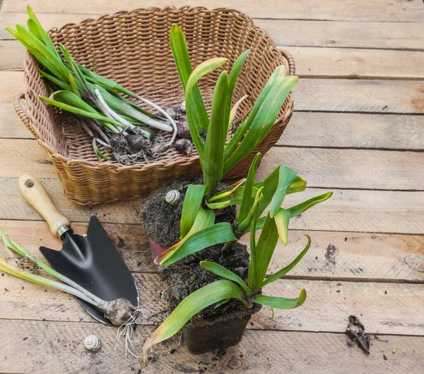 Ausgraben Der Jungen Hyazinthenpflanzen Nach Ende Der Vegetation Auf Einem — Stockfoto