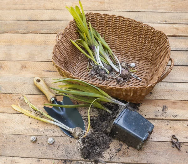 Ausgraben Der Jungen Hyazinthenpflanzen Nach Ende Der Vegetation Auf Einem — Stockfoto