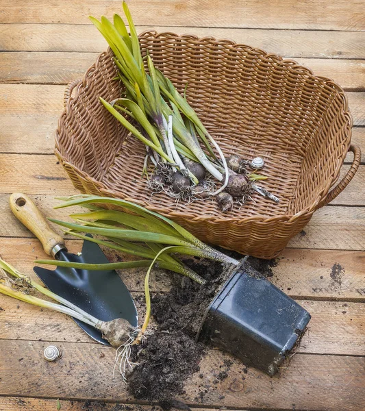 Dug Out Young Hyacinth Plants End Vegetation Wooden Table Next — Stock Photo, Image