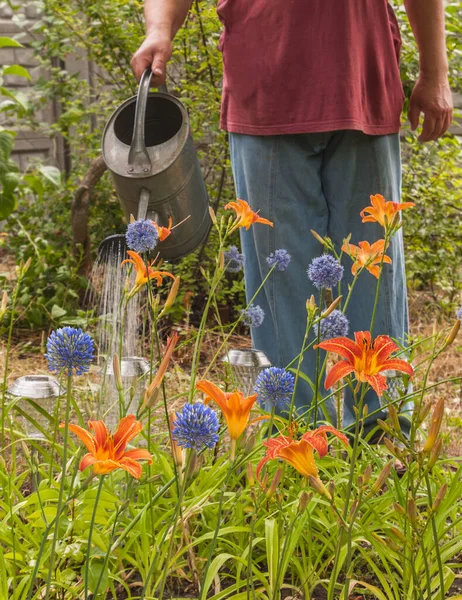 Jardinero Riega Una Cama Con Azul Allium Coeruleum Azucenas Naranjas — Foto de Stock