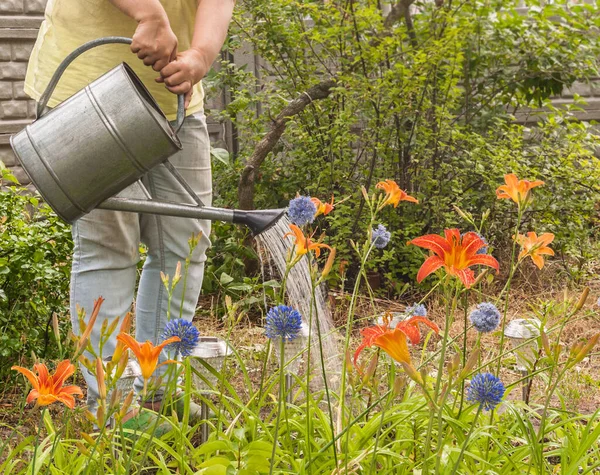 Gärtner Wässert Beet Mit Blauem Allium Coeruleum Und Orangen Taglilien — Stockfoto