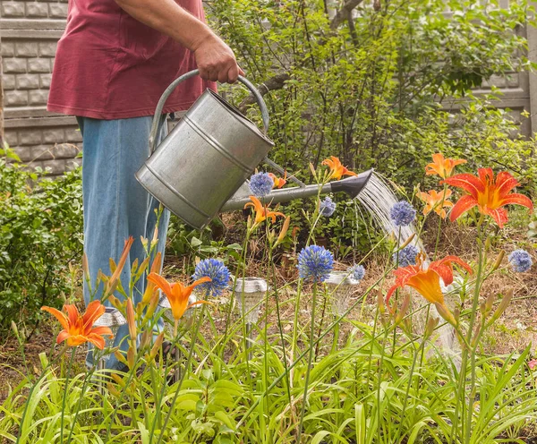 Jardinero Riega Una Cama Con Azul Allium Coeruleum Azucenas Naranjas — Foto de Stock