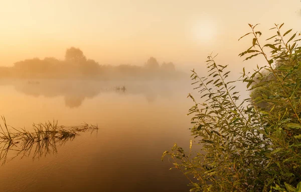 Густий Схід Сонця Маленькій Річці Полісі — стокове фото