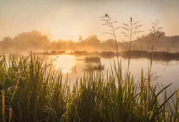 Foggy Sunrise Teterev River Polesie Overgrodd Med Butomus Umbellatus – stockfoto