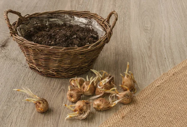 Autumn crocus bulbs next to basket on a wooden table — Stock Image Autumn Crocus Bulbs Next Basket Wooden Table Stock Image