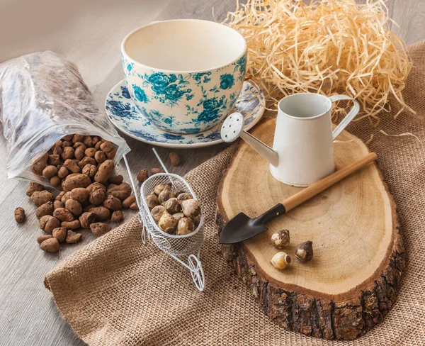 Puschkinia bulbs, expanded clay and pot for growing a house — Stock Image Puschkinia Bulbs Expanded Clay Pot Growing House Stock Image