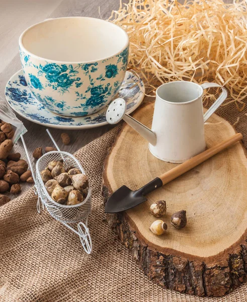 Puschkinia bulbs, expanded clay and pot for growing a house — Stock Image Puschkinia Bulbs Expanded Clay Pot Growing House Stock Picture