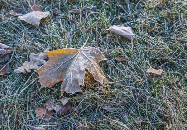 Морозное Осеннее Утро Фото Морозное Осеннее Утро Фото