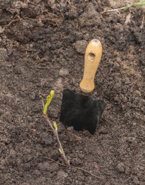 Genç üzümler ekildi, bitki ve bahçe küreği.