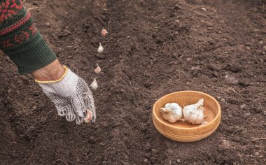 Yatağa kışın sarımsak ekiyorum.