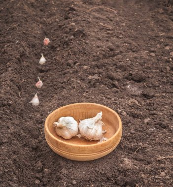 Yatağa kışın sarımsak ekiyorum.