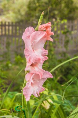 Suladıktan sonra bahçedeki su damlalarında pembe gladyatörler.