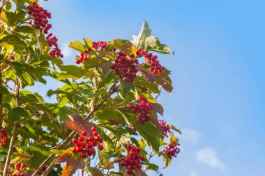 Mavi gökyüzü arka planında böğürtlenli Viburnum dalı