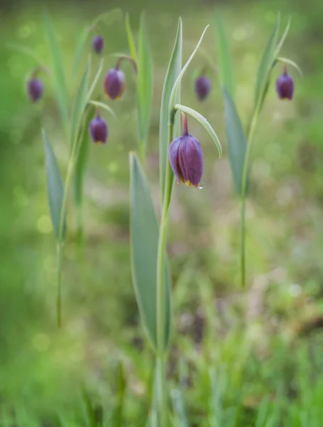 Fritillaria Schaakbloem Bloeit Weide — Stockfoto