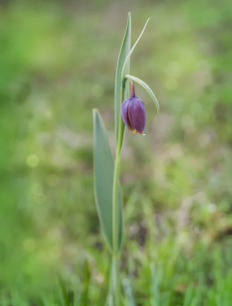 Fritillaria Schaakbloem Bloeit Weide — Stockfoto