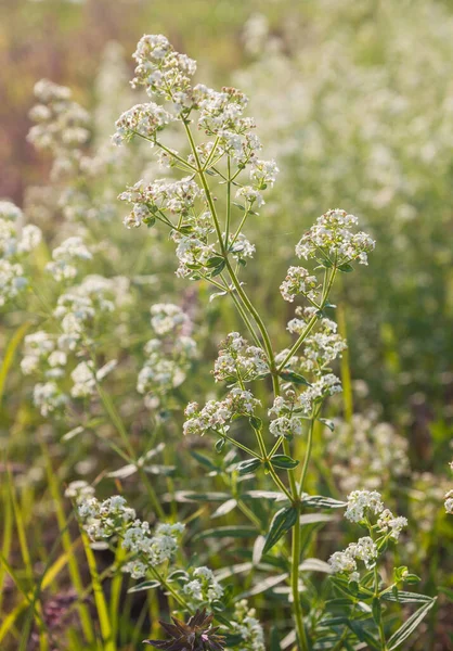 Galium Odoratum Prado Com Dia Sol — Fotografia de Stock