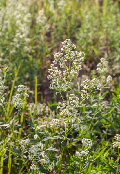 Galium Odoratum Meadow Sunny Day — Stock Photo, Image