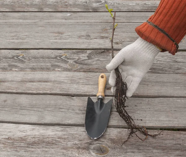 庭の手袋の男の手と木の背景のブドウの苗 — ストック写真