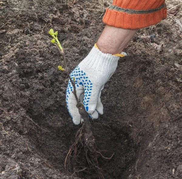 Människans Hand Planterar Plantande Druva Gropen — Stockfoto