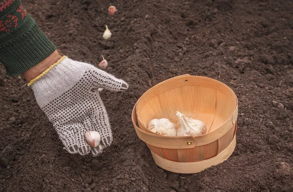 Planting Winter Garlic Bed — Stock Photo, Image