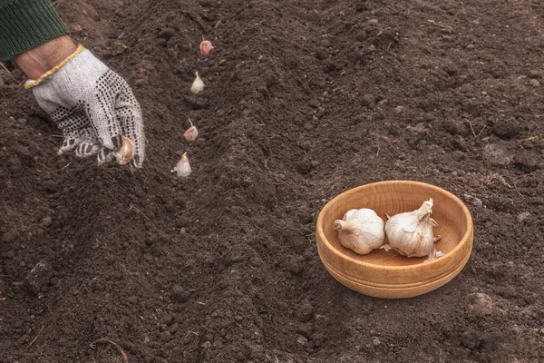 Großaufnahme Von Gärtner Setzt Knoblauch Erde Auf Feld — Stockfoto