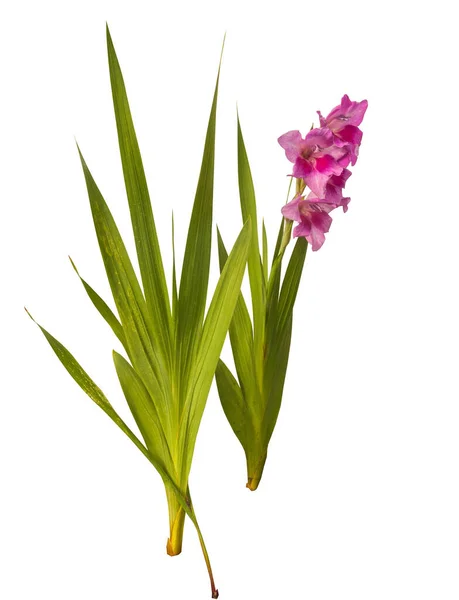 Blooming Purple Gladiolus Leaves White Background Isolated — Stock Photo, Image