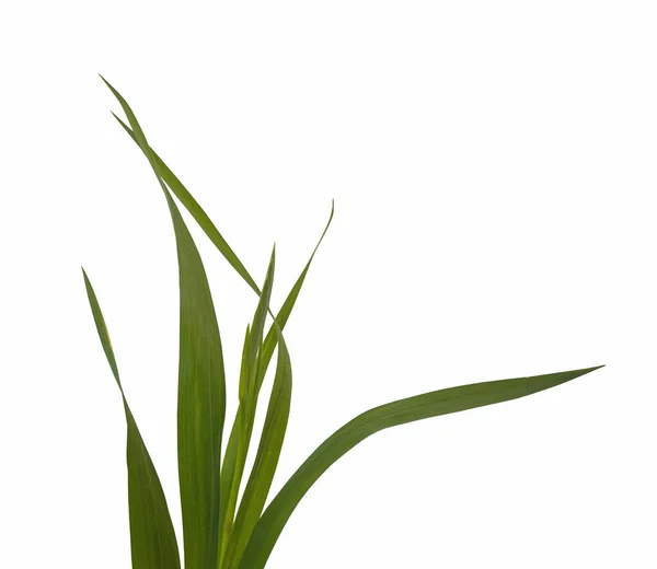 Gladiolus Isolerad Vit Bakgrund — Stockfoto