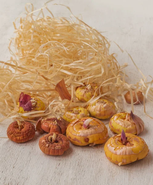 Bollen Gladiolen Een Tafel — Stockfoto