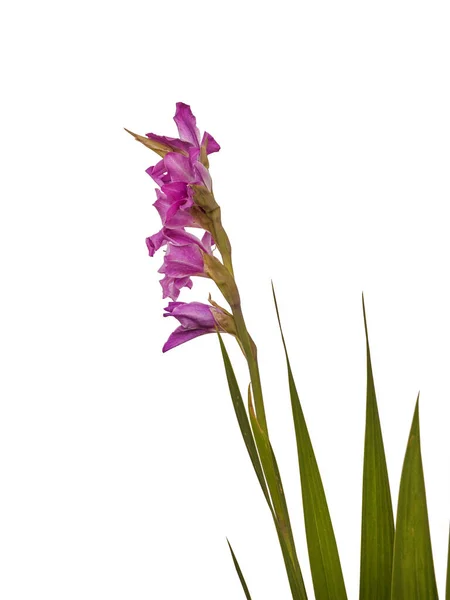 Lila Gladiolus Vit Bakgrund Isolerad — Stockfoto
