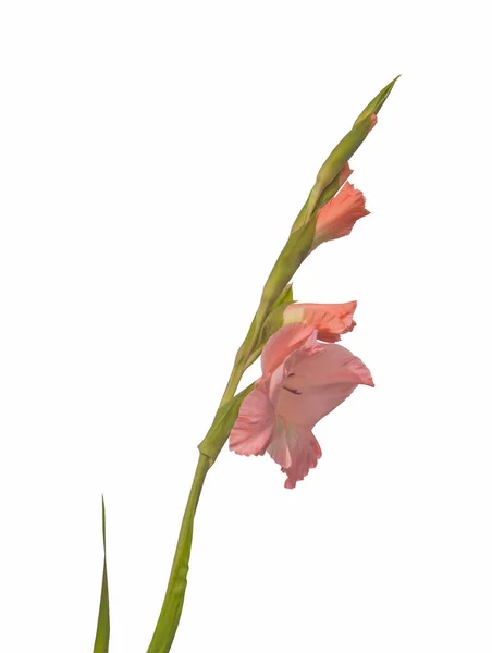 Rózsaszín Gladiolus Izolált Fehér Alapon — Stock Fotó