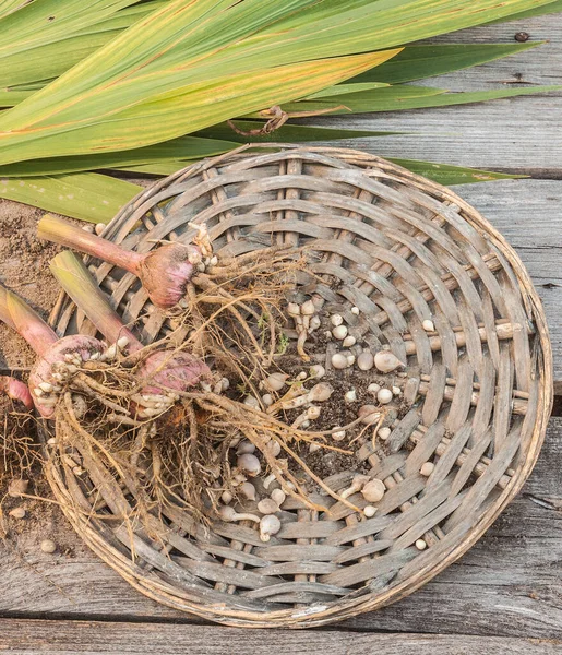 Gladiolenzwiebeln Auf Einem Holztisch Nach Ende Der Vegetationsperiode — Stockfoto